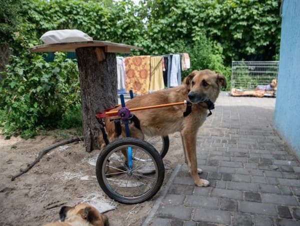 Pes sa zotavuje so zranení, ktoré mu spôsobili ruskí vojaci