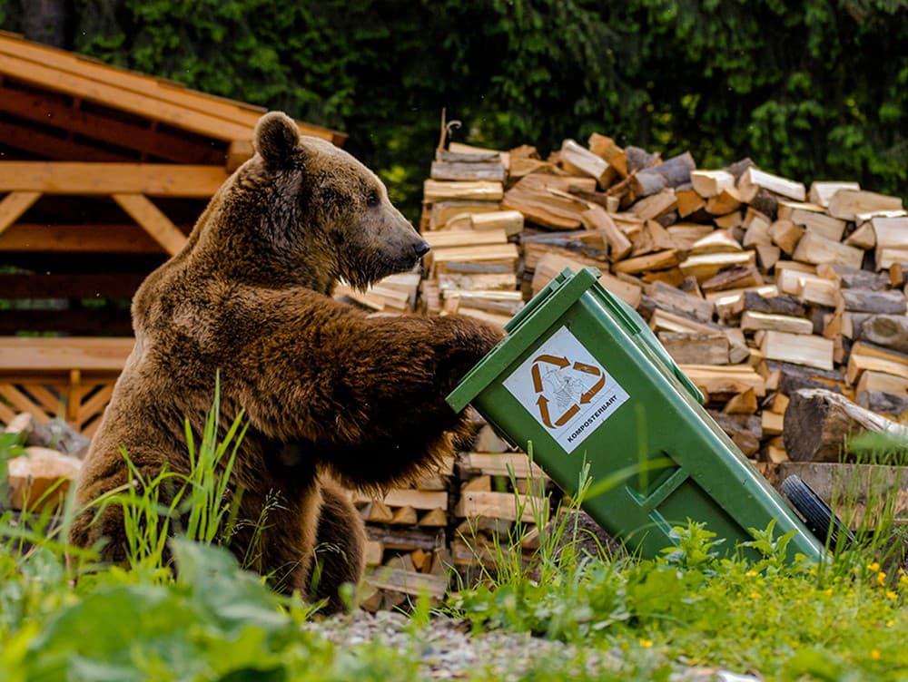 Medvede si v kontajneroch nájdu ľahko dostupnú potravu. 