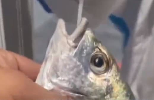 Číňania testujú na koronavírus aj ryby.