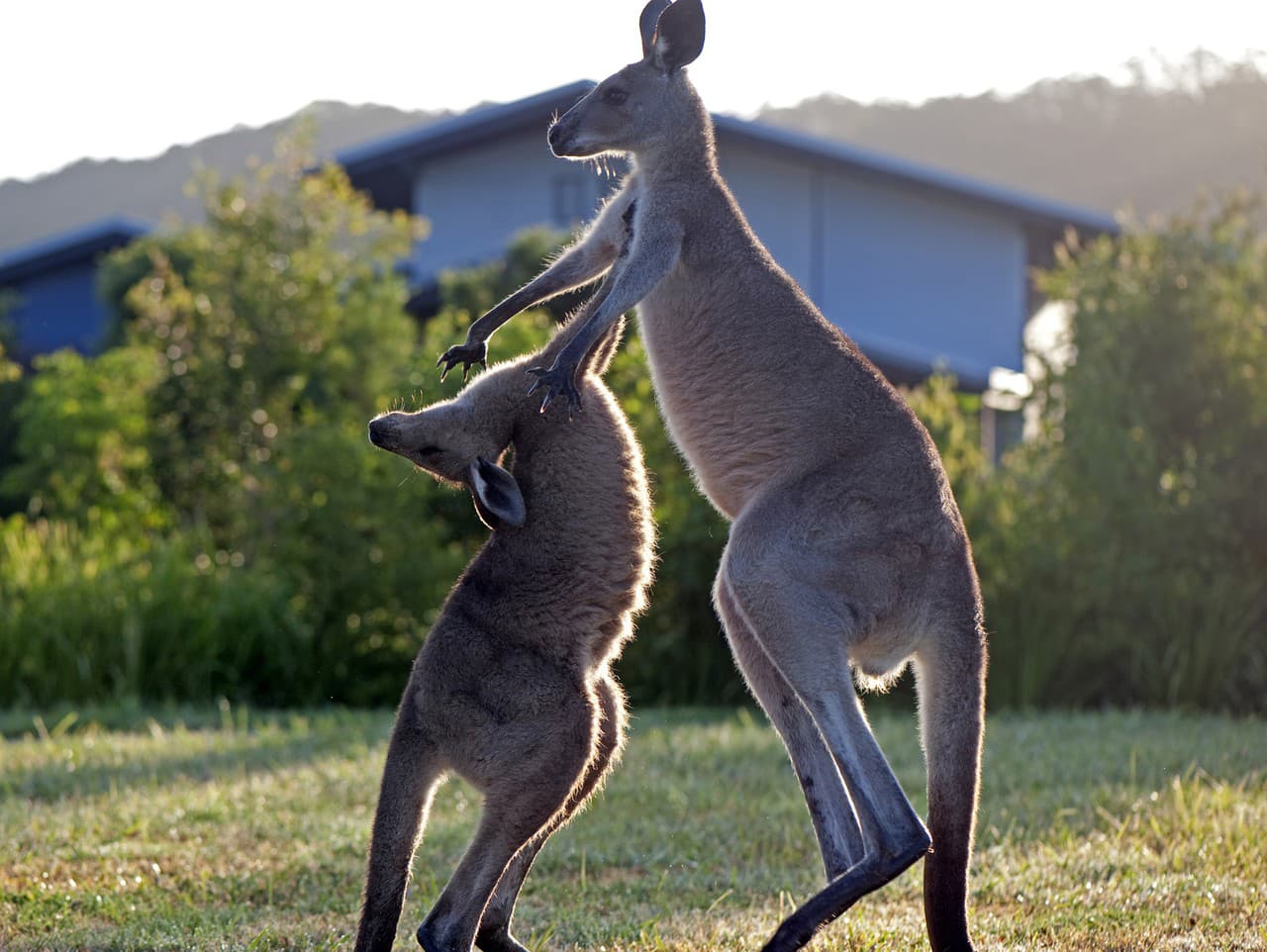 Kangaroo Fighting