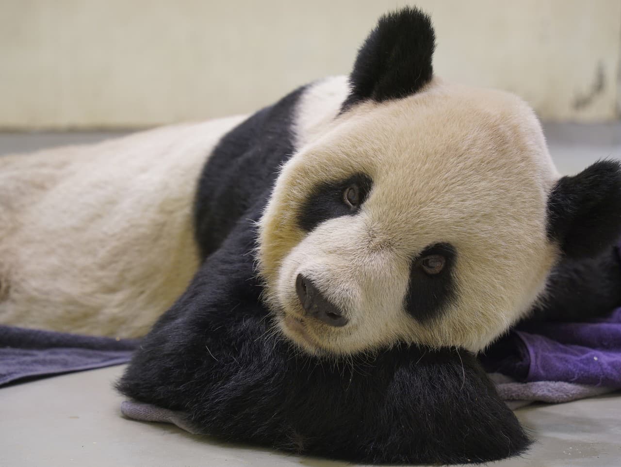 Milovaná panda Tchuan Tchuan zomrela v sobotu.