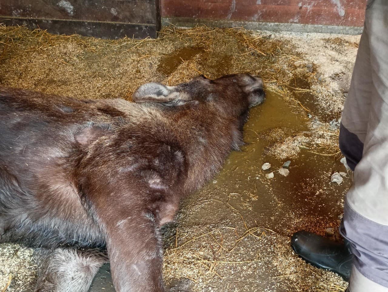 Samica losa bola usmrtená návštevníkmi ZOO