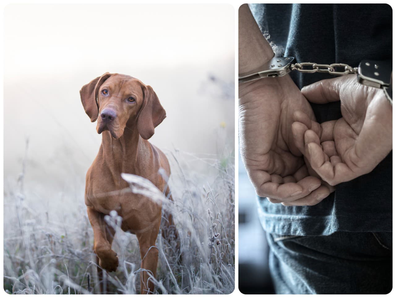 (Ilustračné foto) Muž mal svojho psa ubiť tupým predmetom: Dopustil sa trestného činu týrania zvierat