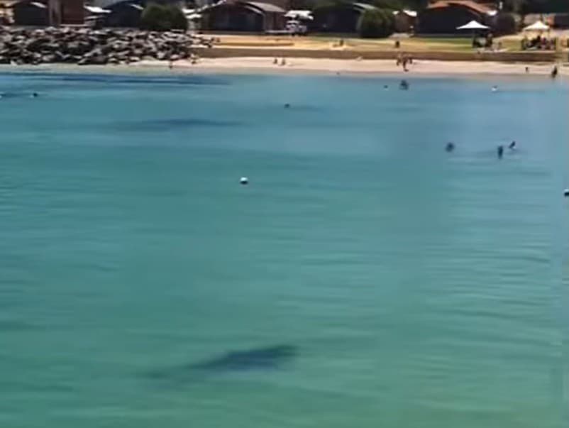 Pri brehu na pláži v Donagre sa objavil žralok. 