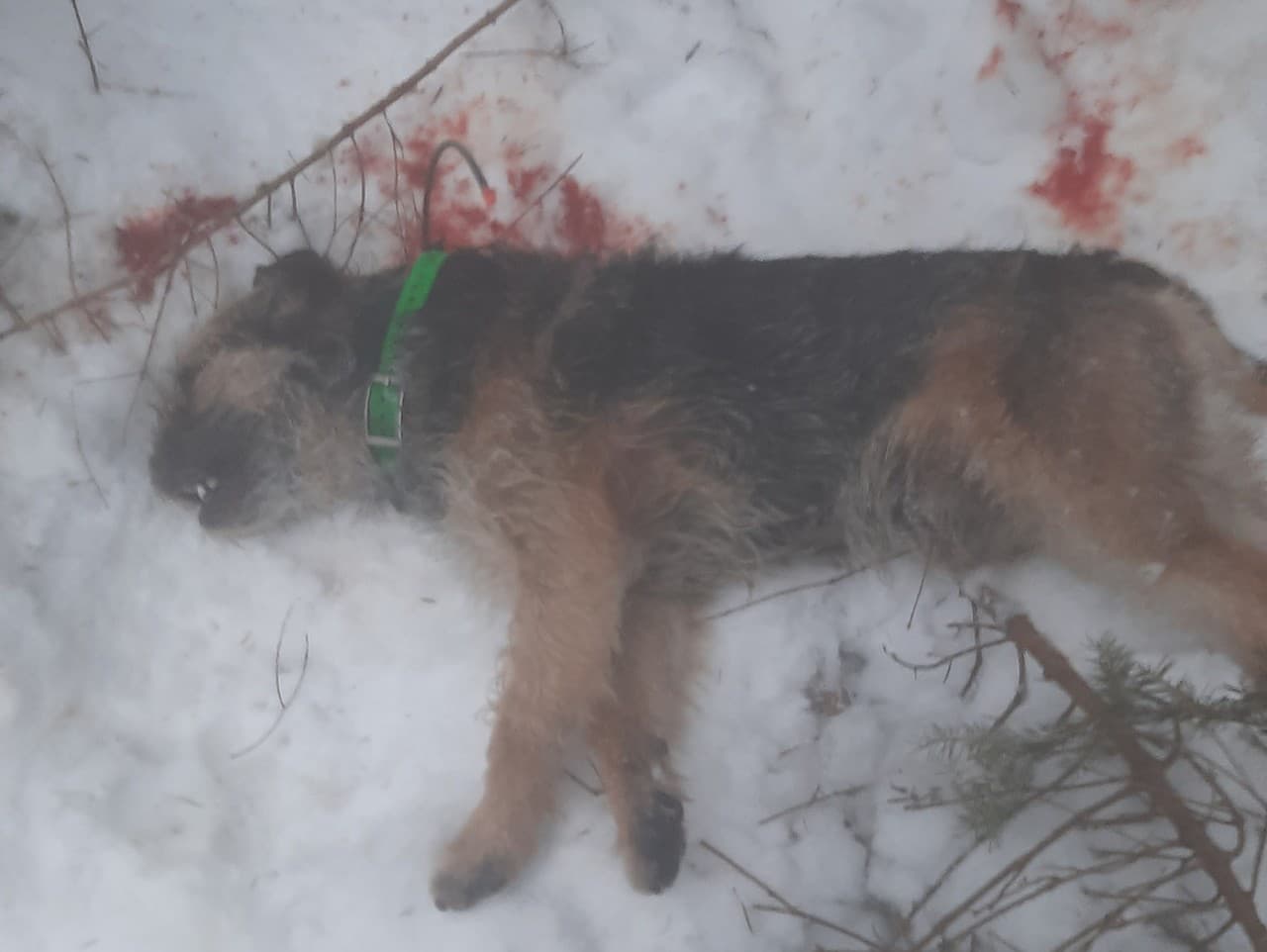 Vlk usmrtil psa neďaleko od majiteľa