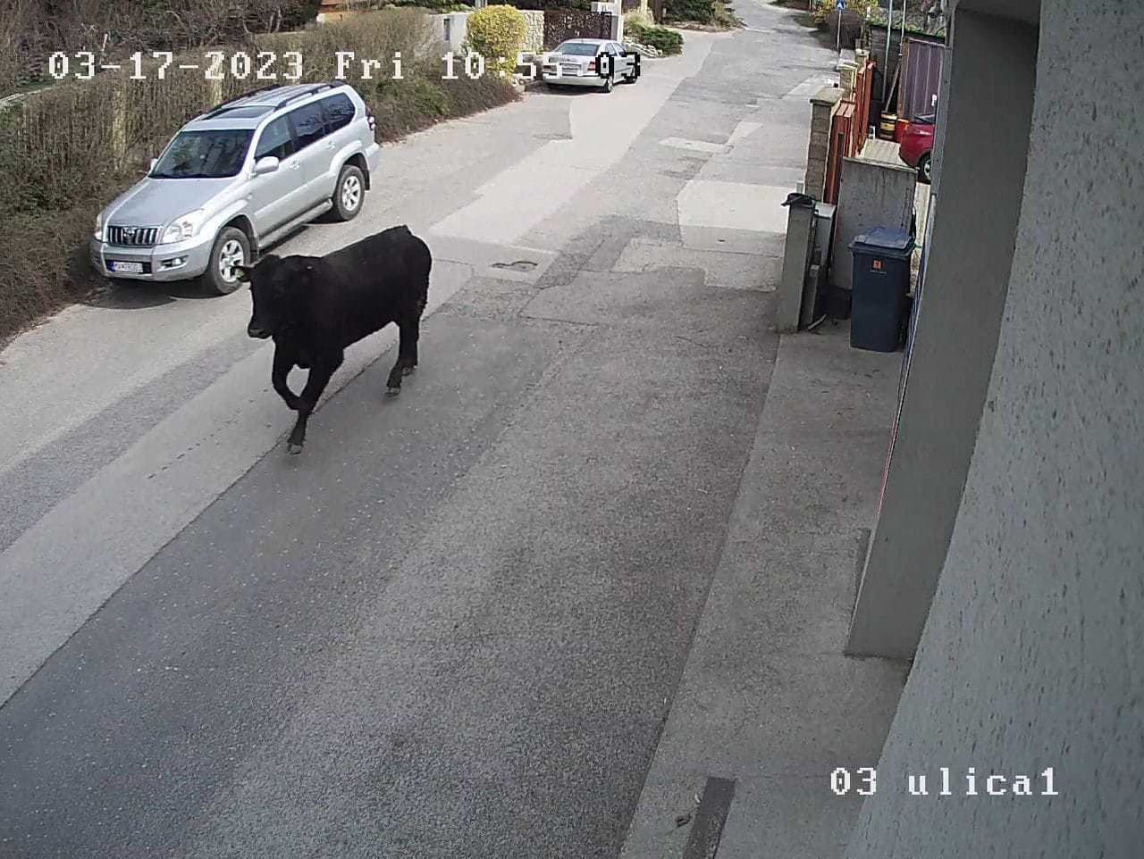 Splašený býk behal ulicami Stupavy