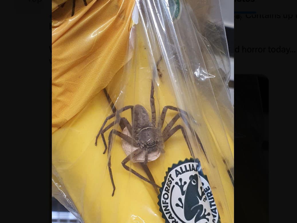 Zákazník našiel v balení banánov obrovského jedovatého pavúka