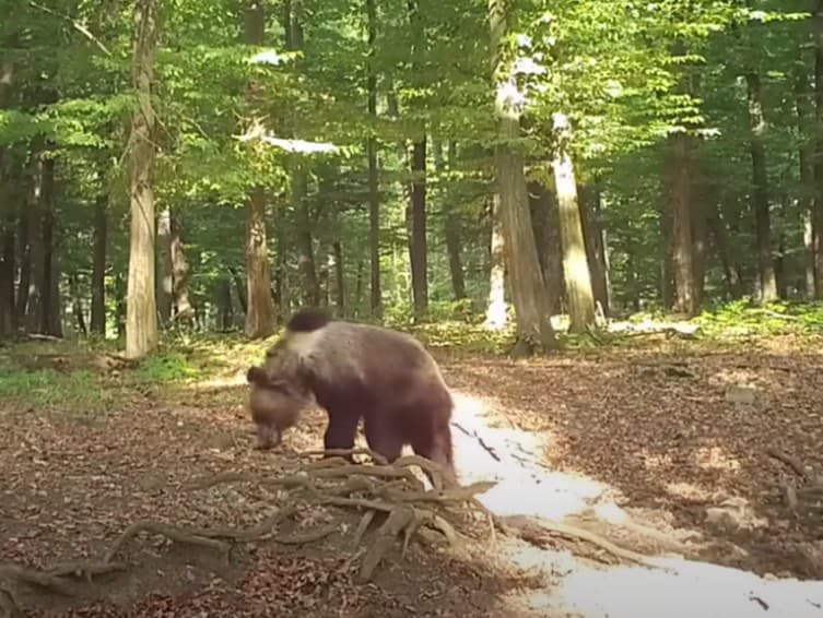 V maďarskom národnom parku sa podarilo zachytiť na video medveďa.
