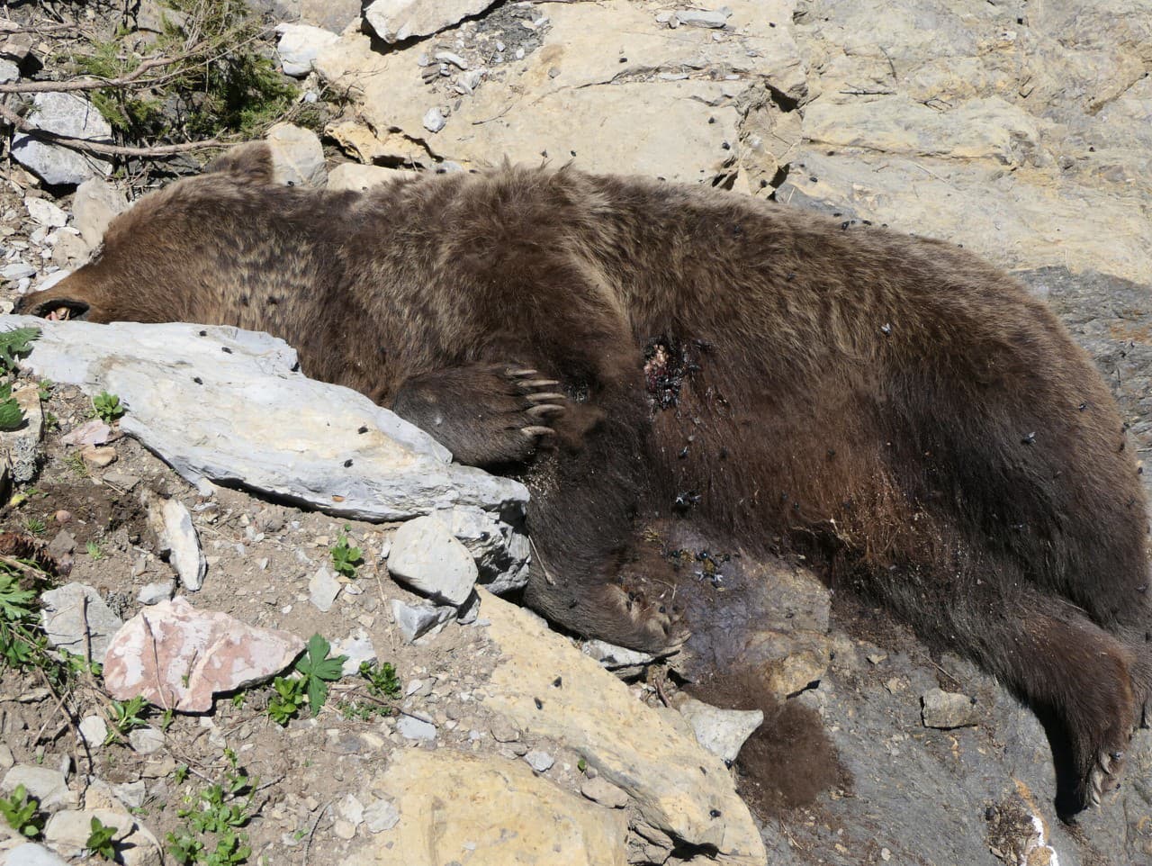 Pod Muráňom našli mŕtvu medvedicu.