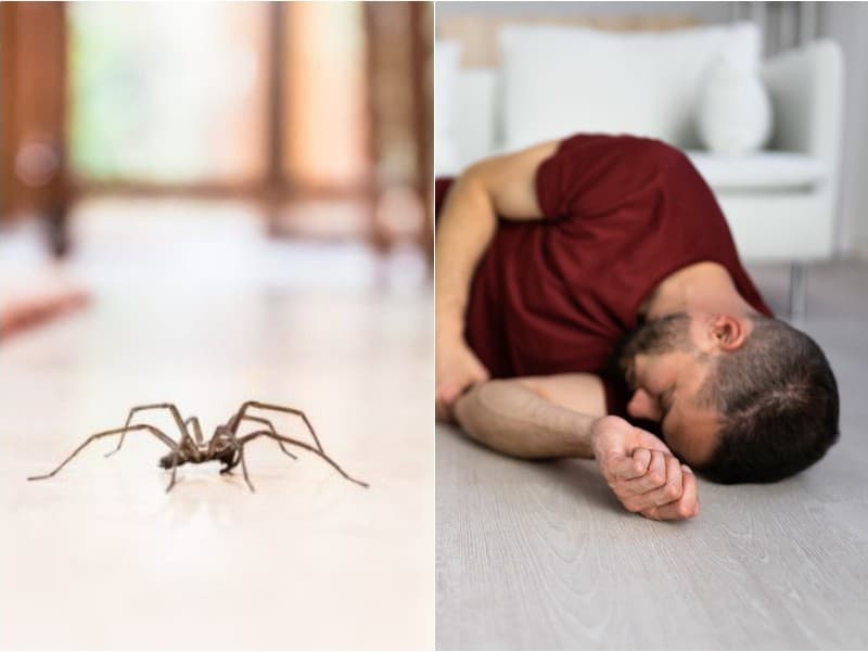Muž zomrel krátko po uštipnutí jedovatým pavúkom