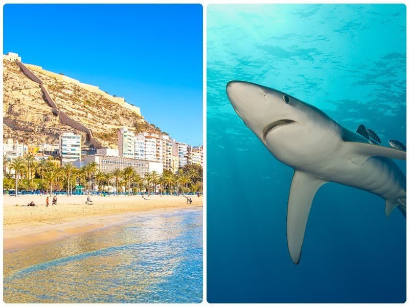 Pri pobreží Alicante sa v plytkej vode objavil žralok modrý.