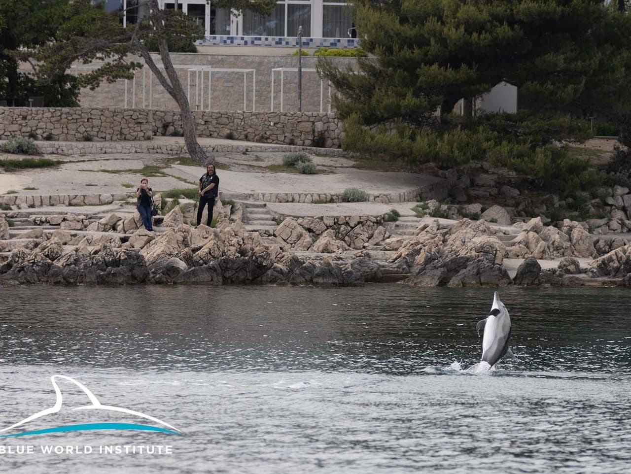 Nezvyčajné správanie dvoch delfínov sledujú z organizácie Blue World Institue