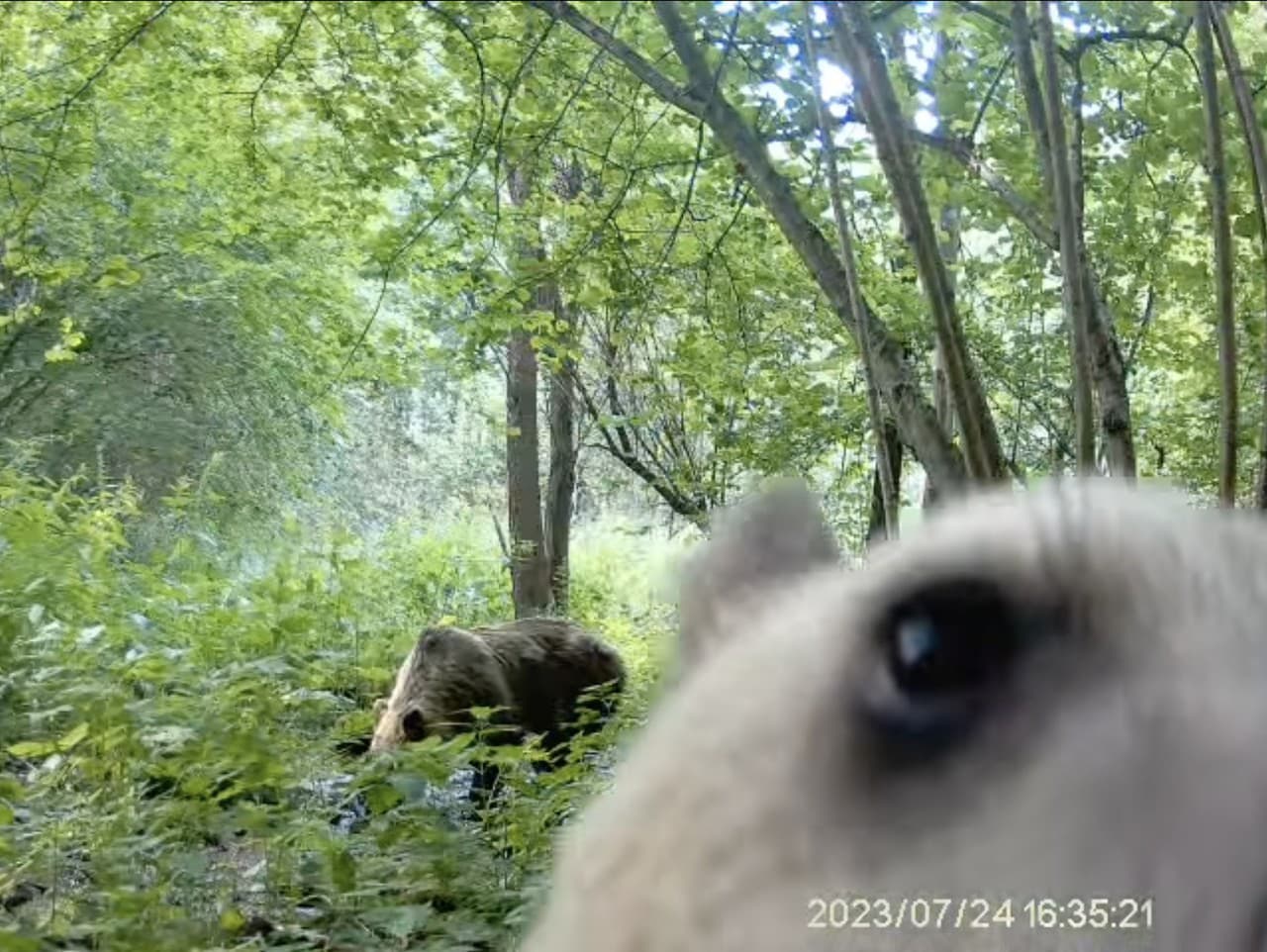 Fotopasca zachytila zvedavé medvieďa