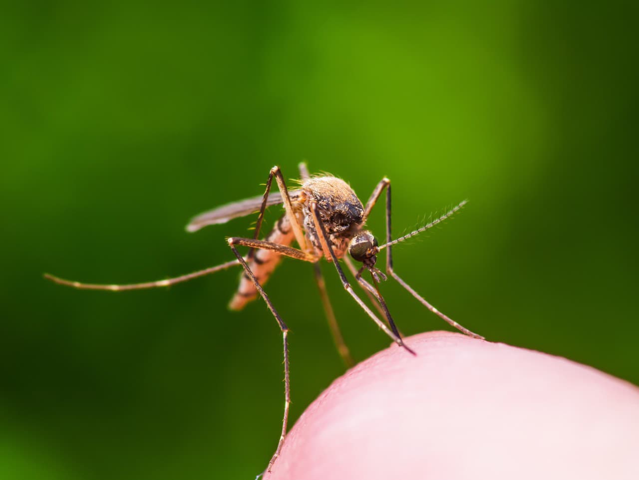 Komár Ilustračné foto