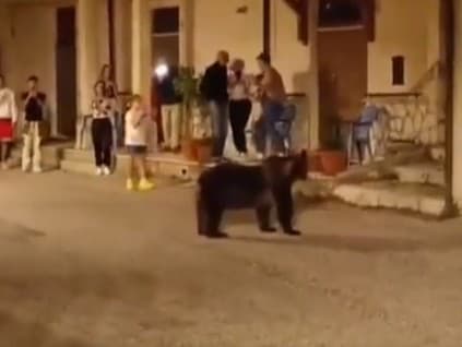 Talian zastrelil medvedicu, ktorá malá mladé.