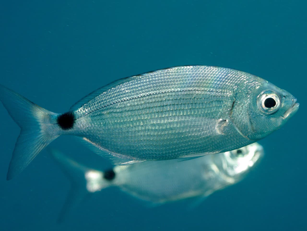 Rybu charakterizuje tmavá škvrna pri chvoste.