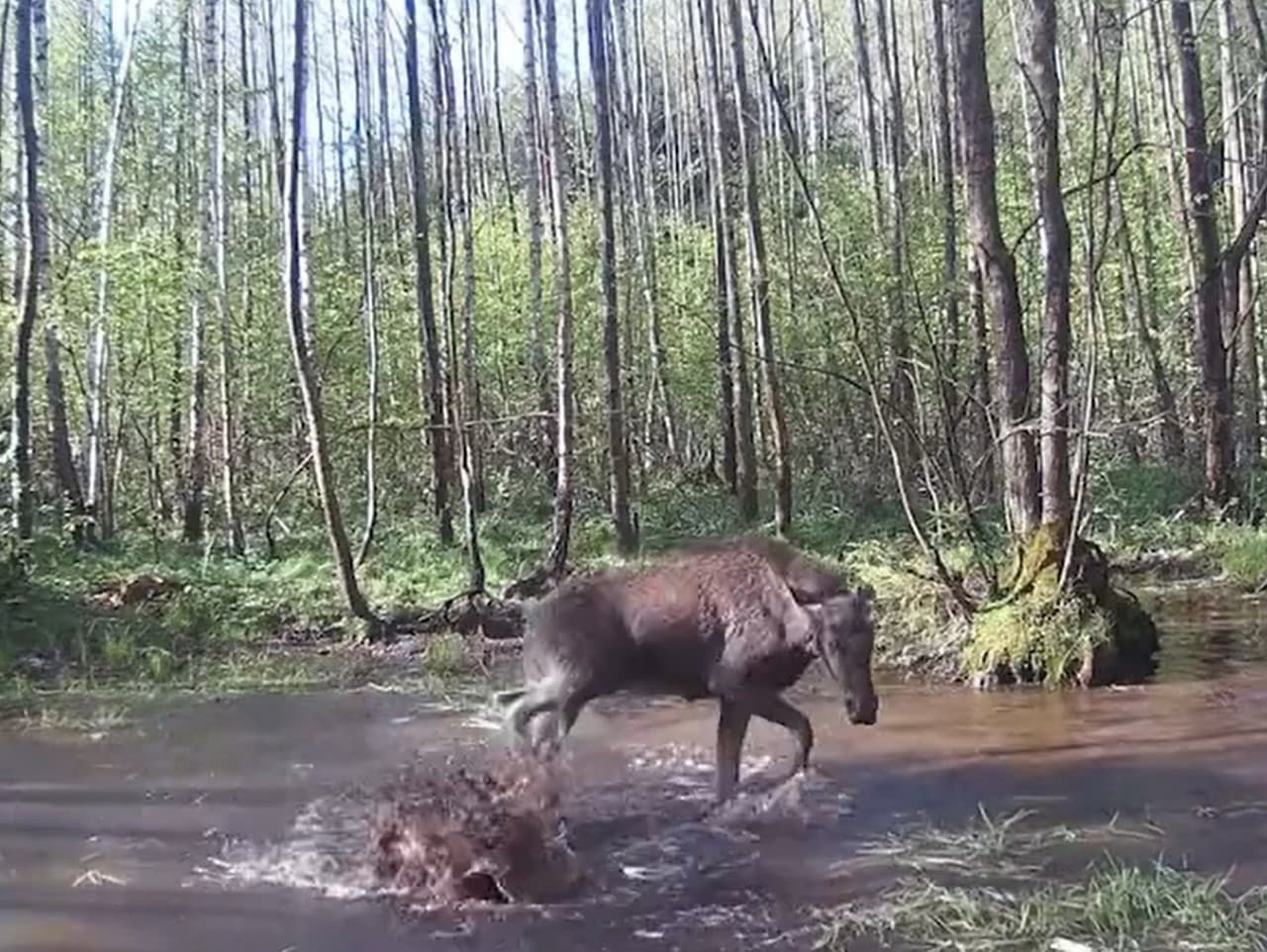 Poľskí lesníci zachytili na kameru losa, ktorý sa uprostred dňa čľapká vo vode