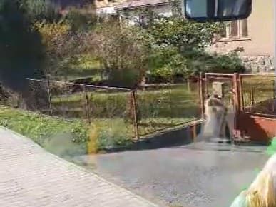Medveď hnedý sa objavil v blízkosti záhrad pri Banskej Bystrici
