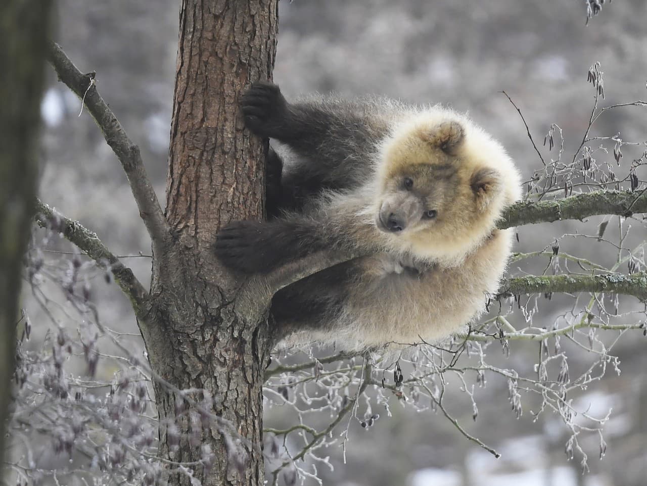 Osirelé medvedie mláďa vyliezlo a zostalo na strome v košickej zoo.

