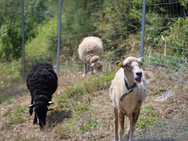 V Rožňave prišli s projektom starostlivosti o trávnaté plochy s pomocou mestských ovečiek, ktoré slúžia ako „prírodné kosačky“. 
