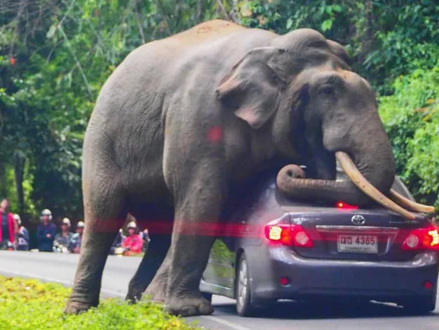 Agresívne slony v Thajsku neváhajú zaútočiť na ľudí, ale aj na autá