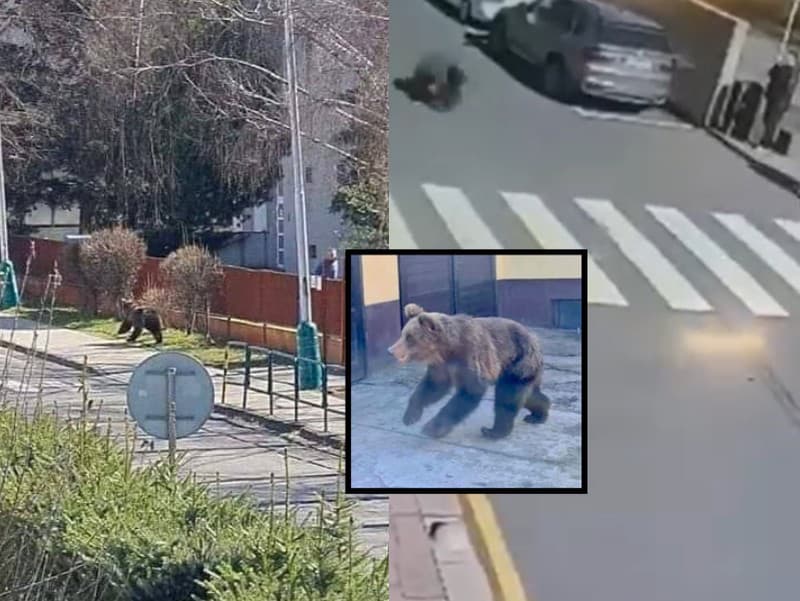V uliciach Liptovského Mikuláša behá medveď