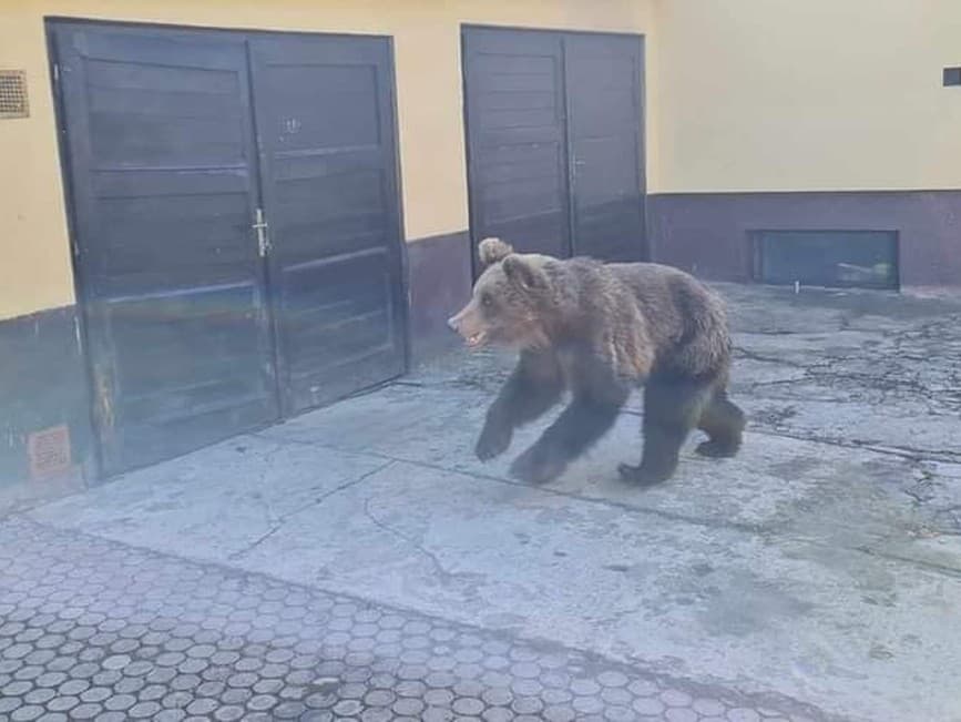 V Liptovskom Mikuláši prebiehala poriadna dráma, medveď pobehoval po uliciach v centre mesta