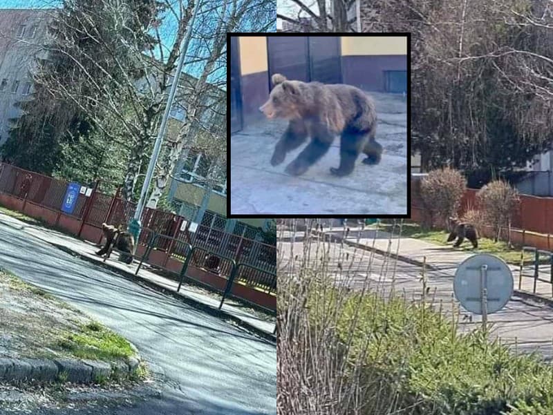 V uliciach Liptovského Mikuláša behá medveď