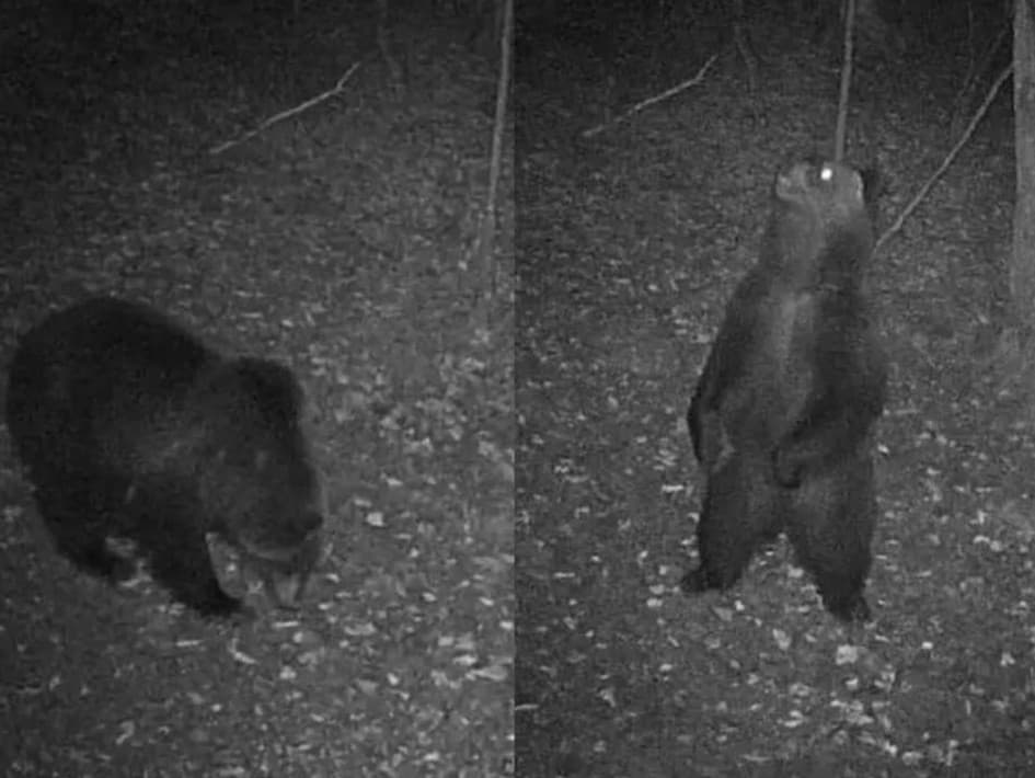 Medveďa zachytila fotopasca neďaleko turistickej oblasti