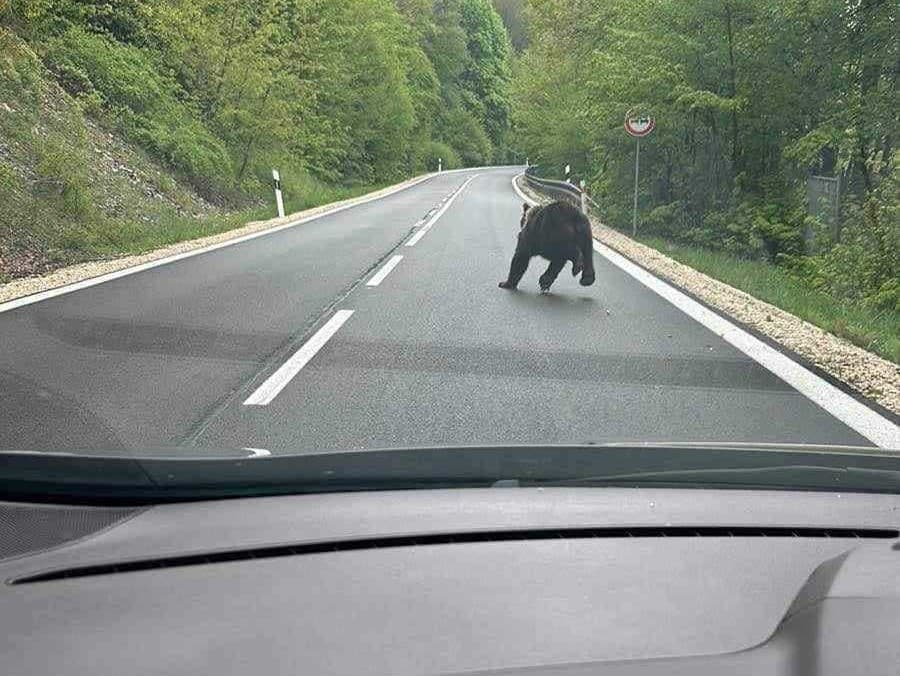V katastri obce Košická Belá, v blízkosti chatovej lokality, bol zaznamenaný pohyb medveďa.