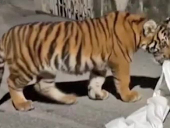 Mláďa tigra sa preháňalo po uliciach, zaútočilo aj na niekoľkých miestnych obyvateľov