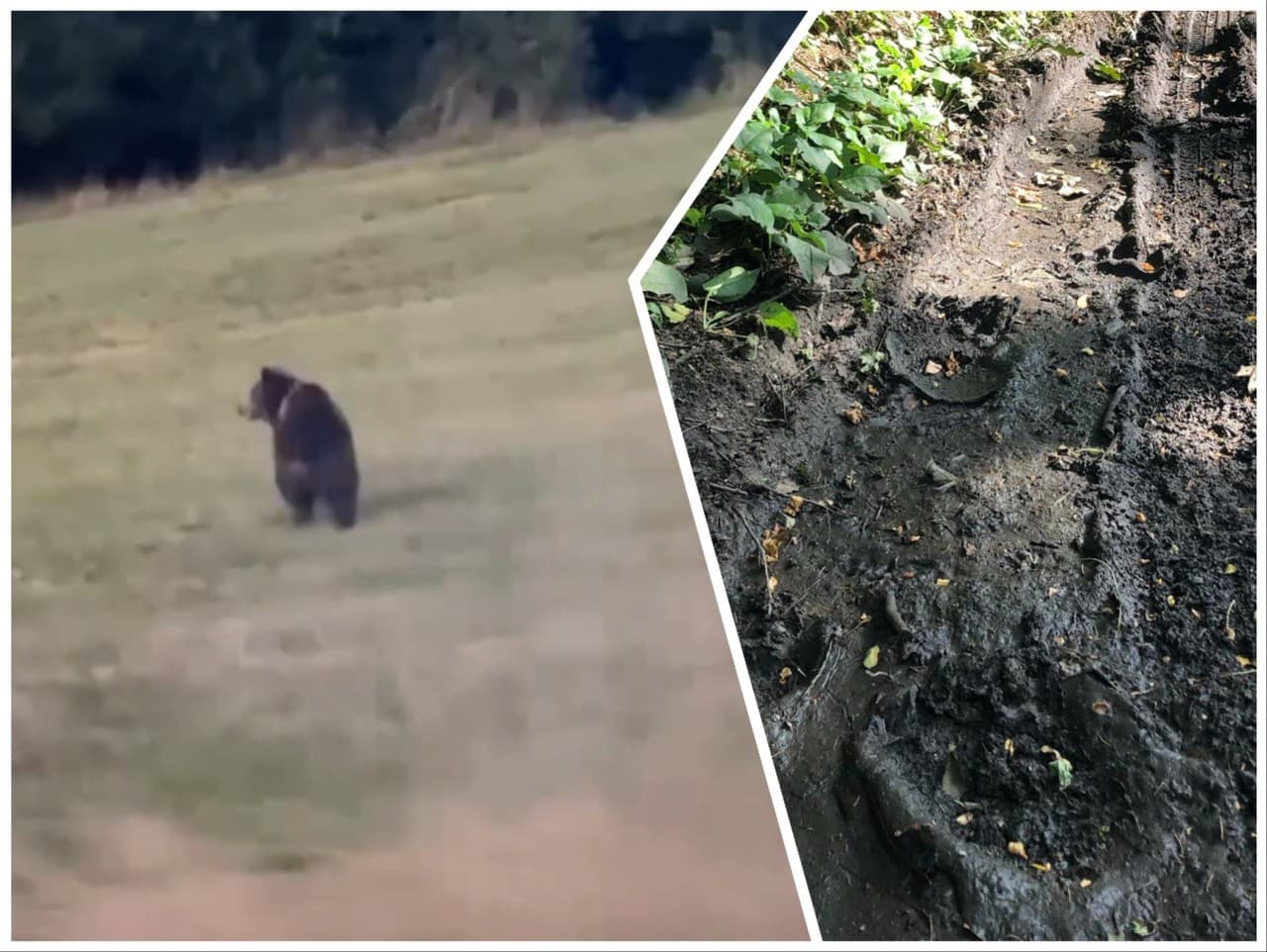 Medveď pri obci Turčianska Štiavnička