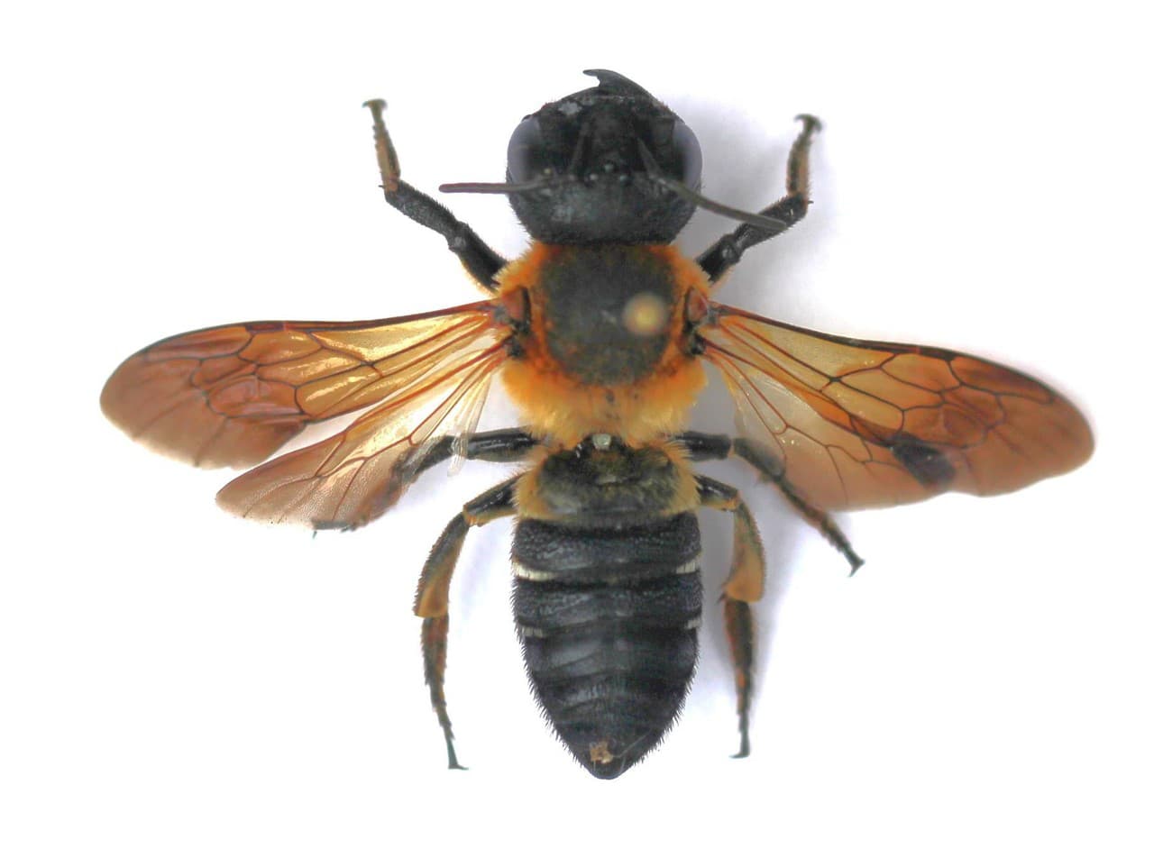 Čalúnnica (Megachile sculpturalis)