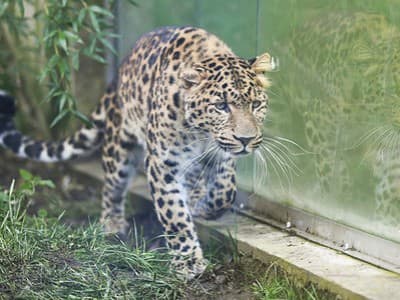 Leopard čínsky. Ilustračná foto.