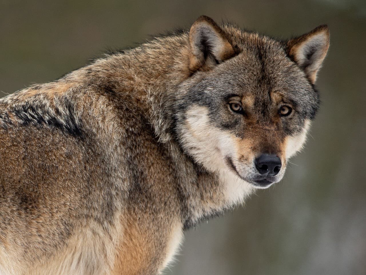 Vlk dravý (Canis lupus) Ilustračné foto