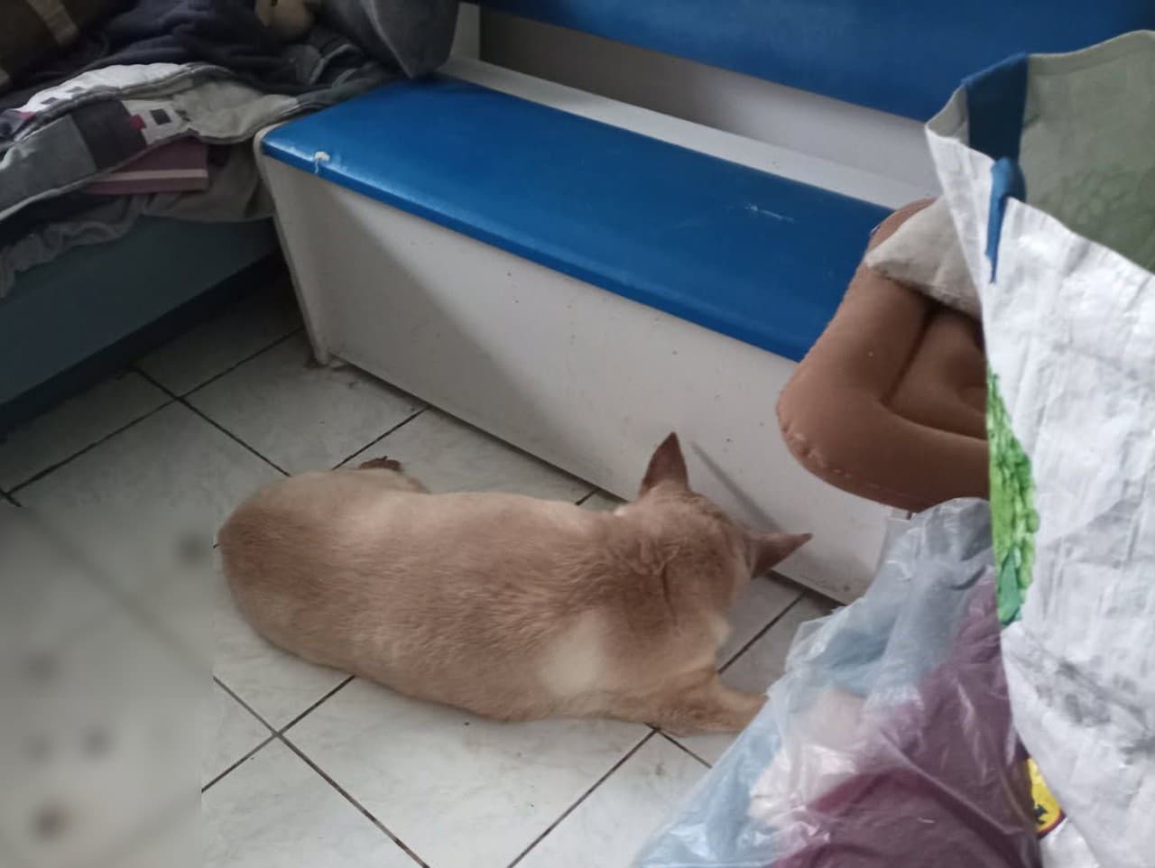 Psíka v poslednej chvíli zachránili