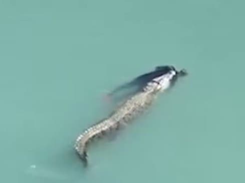 Krokodíl vláčil telo plavcas.