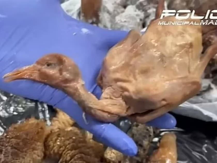 Polícia našla v reštaurácii úplné nechutnosti.