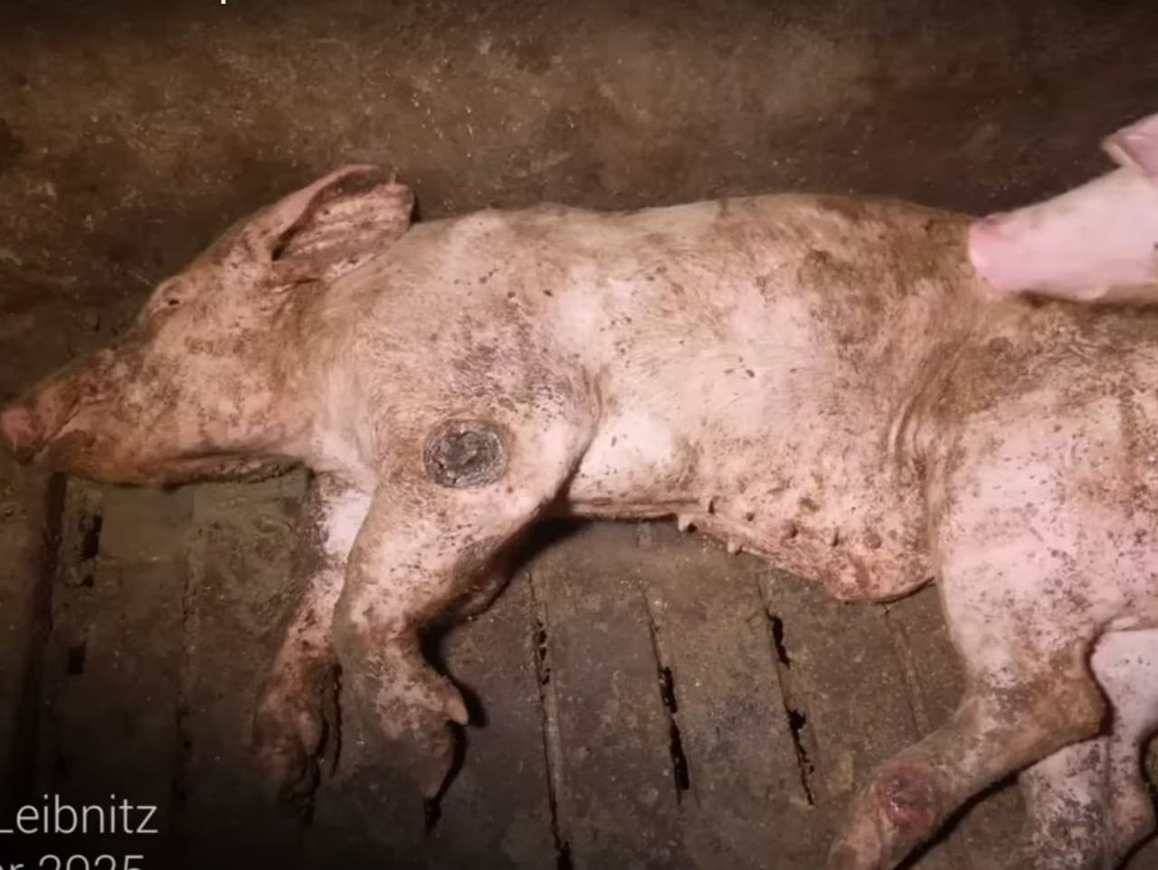 Prasiatka žili v príšerných podmienkach.