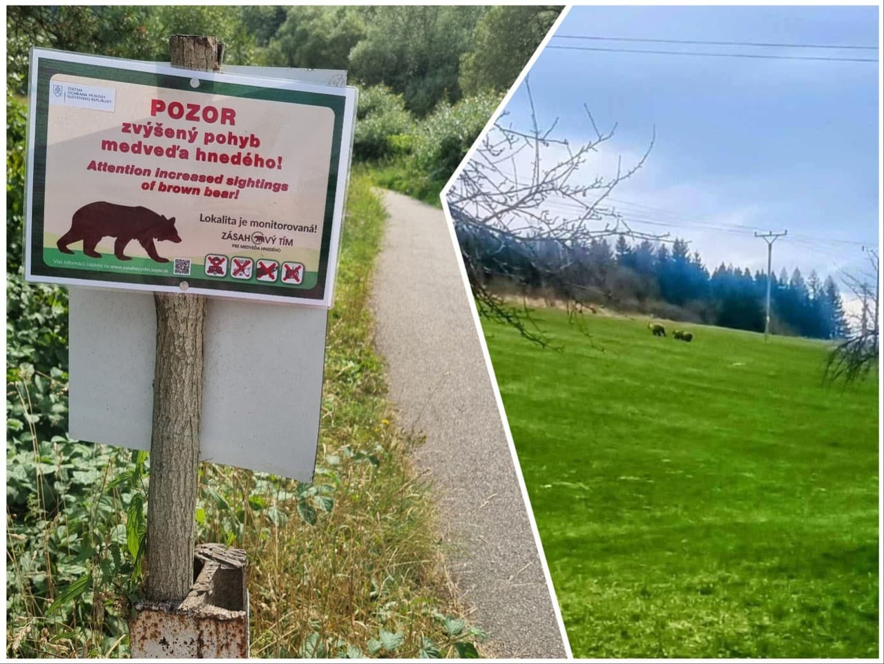 Medvede videli v obci Gôtovany
