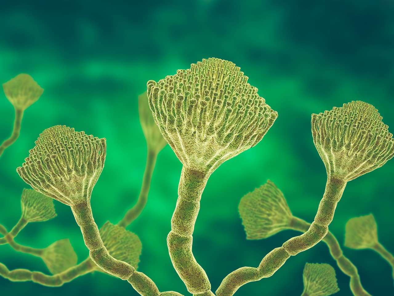 Aspergillus fumigatus