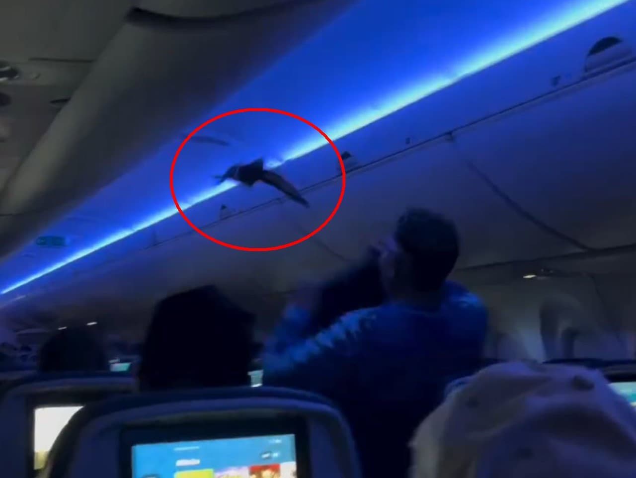 Na palube lietadla sa ocitli dva holuby.