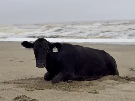 Krava, ktorá preplávala povodeň v Austrálii