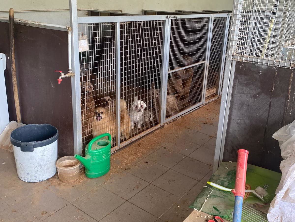 Enviropolícia odhalila najväčší nelegálny chov psov v histórii Slovenska