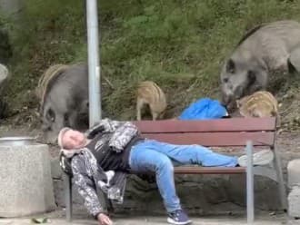 Muža na lavičke nezobudilo ani stádo divých zvierat, pokojne sa mu mohli prehrabávať v taške