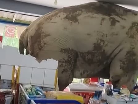 Tak takéhoto zákazníka v samoobsluhe zrejme nečakali