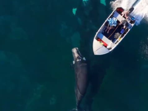 Rýchločln nečakane vrazil do bezbranného mláďaťa