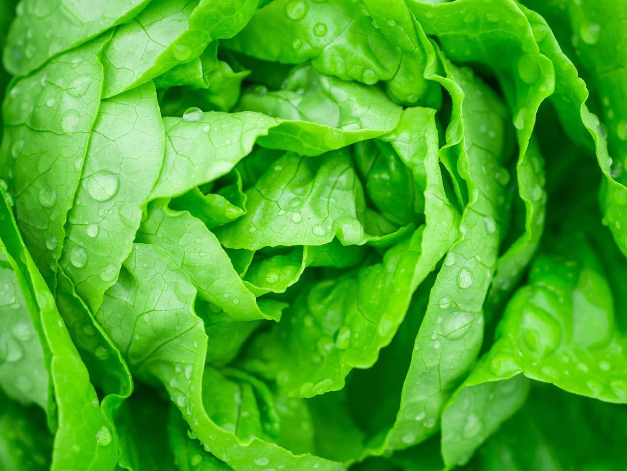 Muž našiel v ľadovom šaláte nečakaného hosťa