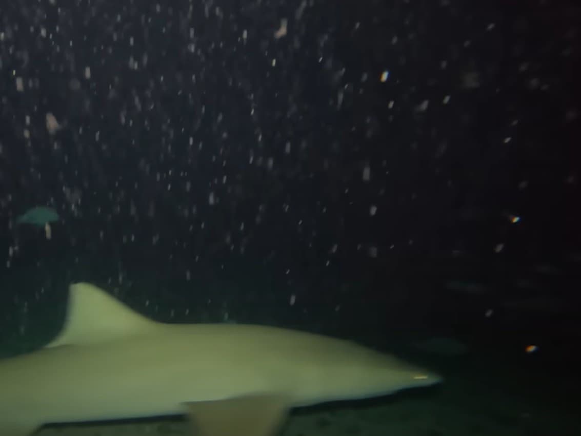 Grécky fotograf sa rozhodol zavesiť z výletnej lode kameru, aby ukázal, čo sa deje pod hladinou