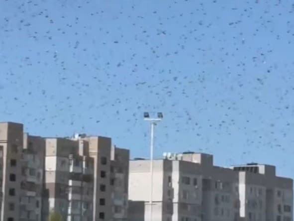 Ukrajinu zaplavili kobylky.